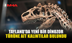 TAYLAND’DA DEV DİNOZOR TÜRÜ KEŞFEDİLDİ