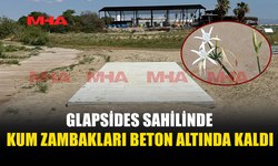 GLAPSİDES’TE KUM ZAMBAKLARININ BULUNDUĞU ALANA BETON DÖKÜLDÜ