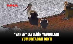 YAREN LEYLEĞİN YAVRULARI DÜNYAYA GELDİ: 15 YILLIK DOSTLUKTA YENİ HEYECAN