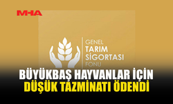 71 BÜYÜKBAŞ HAYVAN İÇİN TAZMİNAT ÖDENDİ