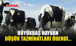BÜYÜKBAŞ HAYVAN KAYIPLARI İÇİN 820 BİN TL’Yİ AŞAN ÖDEME