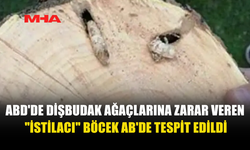ABD’DE MİLYONLARCA AĞACI YOK EDEN BÖCEK AVRUPA’DA GÖRÜLDÜ