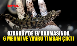YAVRU TİMSAH VE MERMİLERLE YAKALANDI