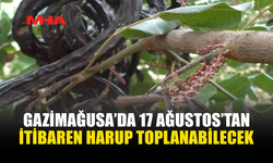 17 AĞUSTOS PAZARTESİ'NDEN İTİBAREN GAZİMAĞUSA’DA HARUP TOPLANABİLECEK