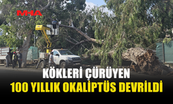 100 YILLIK OKALİPTÜS ŞANS ESERİ ANA YOLA DEVRİLMEDİ