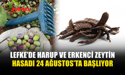 LEFKE’DE HARUP VE ERKENCİ ZEYTİN HASADI 24 AĞUSTOS, YERLİ ZEYTİN HASADI 14 EYLÜL’DE...
