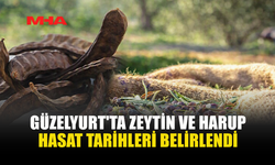 GÜZELYURT’TA ZEYTİN VE HARNUP HASAT TARİHLERİ AÇIKLANDI