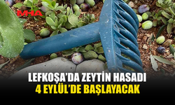 LEFKOŞA’DA ZEYTİN TOPLAMA TARİHİ AÇIKLANDI