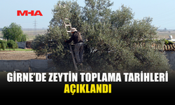 GİRNE’DE ZEYTİN TOPLAMA TARİHLERİ BELLİ OLDU
