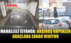 BAŞIBOŞ KÖPEKLER ARAÇLARI ÇİZİYOR, MAHALLELİYİ KORKUTUYOR