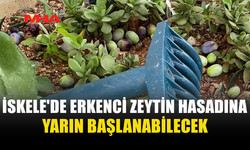 İSKELE’DE ZEYTİN HASADI İÇİN TARİHLER BELLİ OLDU