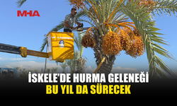 İSKELE HALK PLAJI’NIN HURMALARI HALKA İKRAM EDİLECEK