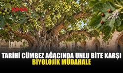 TARİHİ CÜMBEZ AĞACINI KORUMAK İÇİN 120 FAYDALI BÖCEK BIRAKILDI