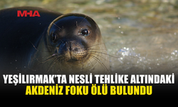 YEŞİLIRMAK’TA AKDENİZ FOKU ÖLÜ BULUNDU