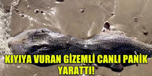 KIYIYA VURAN GİZEMLİ CANLI PANİK YARATTI!