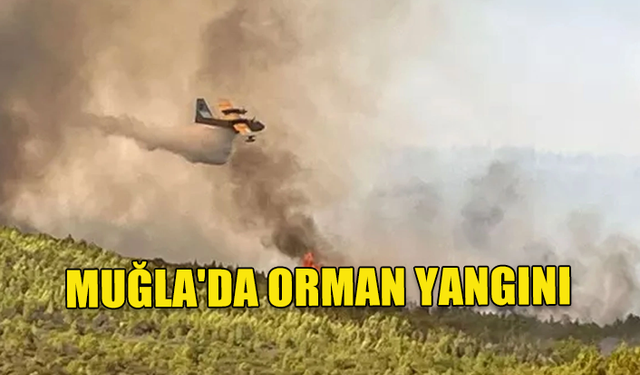 MUĞLA'DA ORMAN YANGINI... HIZLA YAYILIYOR!