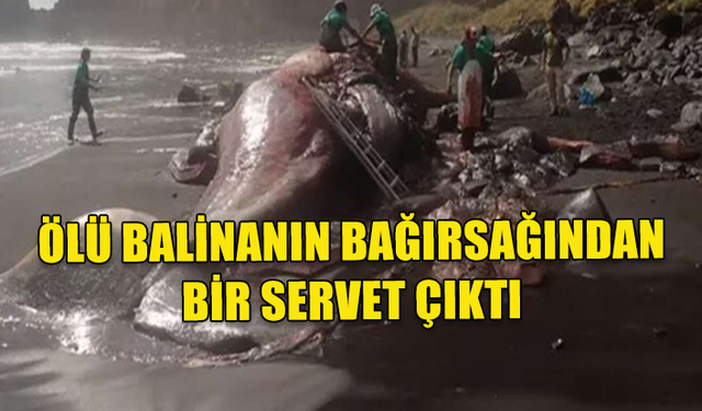 ÖLÜ BALİNANIN BAĞIRSAĞINDAN 14 MİLYON TL DEĞERİNDE BİR SERVET ÇIKTI