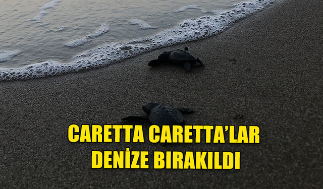CARETTA CARETTA'LAR DENİZE BIRAKILDI