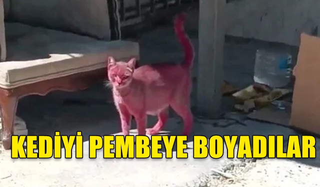 İSTANBUL'DA AKIL ALMAZ HAREKET ! KEDİYİ PEMBEYE BOYADILAR