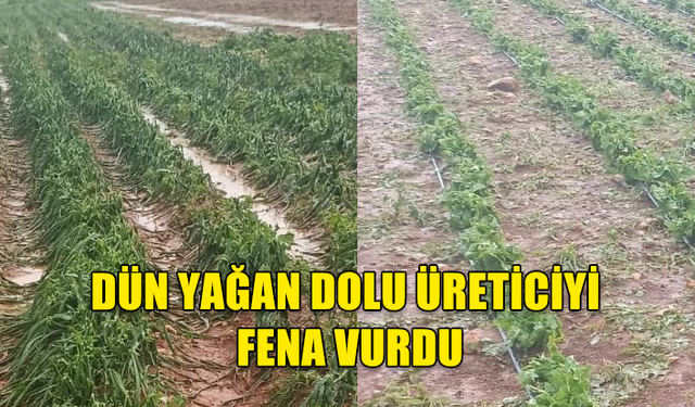 DÜN YAĞAN DOLU ÜRETİCİYİ FENA VURDU...