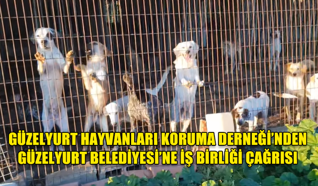 GÜZELYURT HAYVANLARI KORUMA DERNEĞİ’NDEN GÜZELYURT BELEDİYESİ’NE İŞ BİRLİĞİ ÇAĞRISI