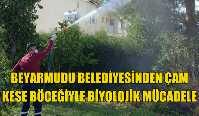 Beyarmudu Belediyesinden çam kese böceğiyle biyolojik mücadele