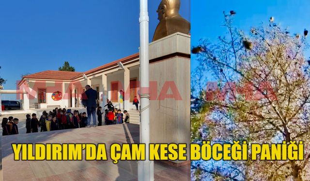 Yıldırım Köyü İlkokulu’nda çam kese böceği paniği