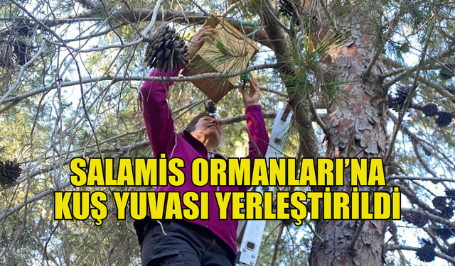 Salamis Ormanları’na kuş yuvası yerleştirildi