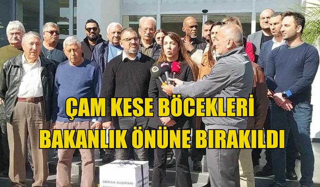 Çam kese böcekleri bakanlık önüne bırakıldı