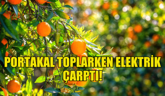 Portakal toplarken elektrik çarptı!