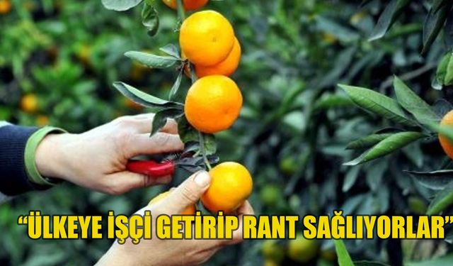 Narenciye Kesim Ekipleri Birliği, üçüncü ülkelerden narenciye işçisi getirilmesi halinde grev yapacak