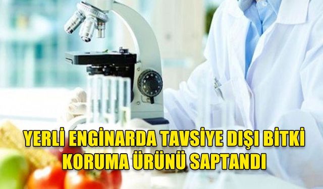 Yerli enginarda tavsiye dışı bitki koruma ürünü saptandı