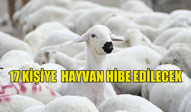 Küçükbaş hayvancılığının geliştirilmesi programında 17 kişiye daha hayvan hibe edilecek