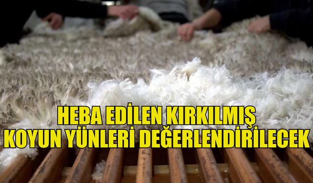 Heba edilen kırkılmış koyun yünleri, “Yünün Kuzey Kıbrıs’ta Yeniden Doğuşu" projesine hibe edilecek