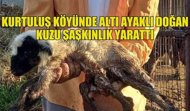 Kurtuluş Köyünde altı ayaklı doğan kuzu şaşkınlık yarattı