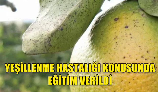 Avrupa Birliği uzmanları yeşillenme hastalığı konusunda eğitim verdi