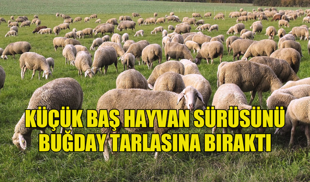 BUĞDAY EKİLİ TARLAYA HAYVANLARI KASTEN BIRAKTI