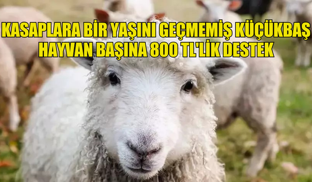 KASAPLARA BİR YAŞINI GEÇMEMİŞ KÜÇÜKBAŞ HAYVAN BAŞINA 800 TL'LİK DESTEK