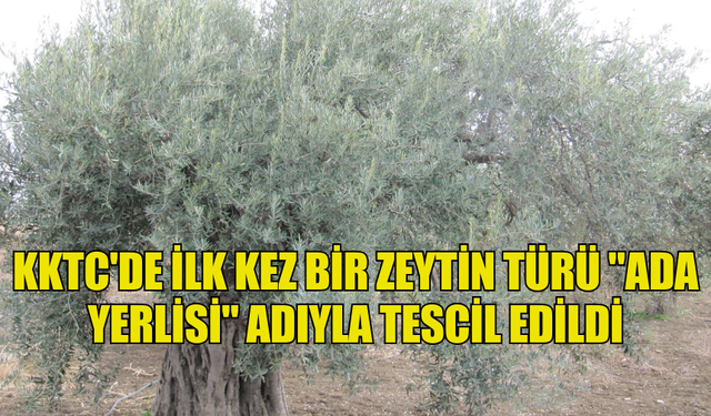 KKTC'DE İLK KEZ BİR ZEYTİN TÜRÜ "ADA YERLİSİ" ADIYLA TESCİL EDİLDİ