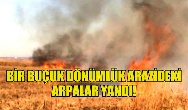 BİR BUÇUK DÖNÜMLÜK ARAZİDEKİ ARPALAR YANDI!