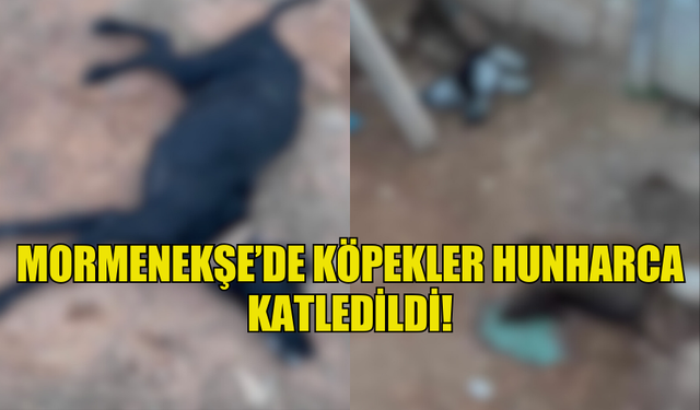 MORMENEKŞE’DE KÖPEKLER HUNHARCA KATLEDİLDİ!