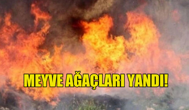 ARAZİDE ÇIKAN YANGINDA MEYVE AĞAÇLARI YANDI!