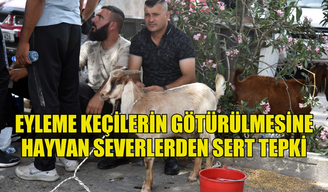 HAYVAN ÜRETİCİLERİNİN EYLEME KEÇİLERİ GÖTÜRMESİNE HAYVAN SEVERLER TEPKİ GÖSTERDİ