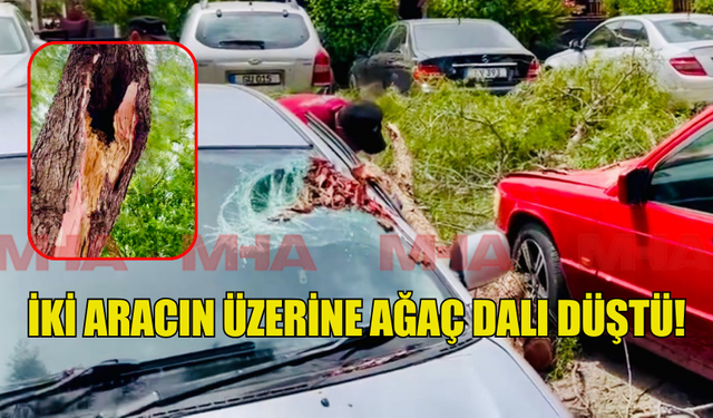 UCUZ ATLATILDI! GÜZELYURT'TA ÇÜRÜYEN AĞAÇ DALI ARAÇLARIN ÜZERİNE DÜŞTÜ...