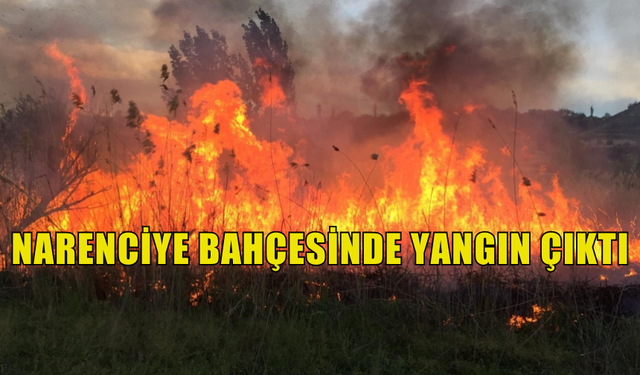 NARENCİYE BAHÇESİNDE YANGIN ÇIKTI