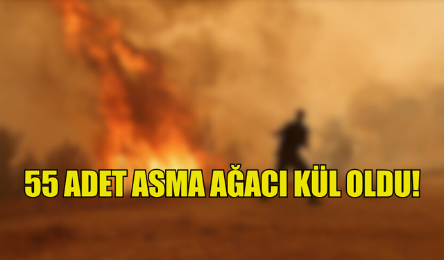 55 ADET ASMA AĞACI KÜL OLDU!