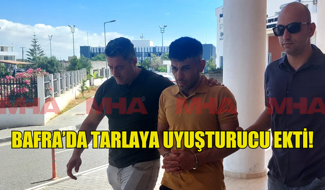 BAFRA’DA TARLAYA UYUŞTURUCU EKTİ!