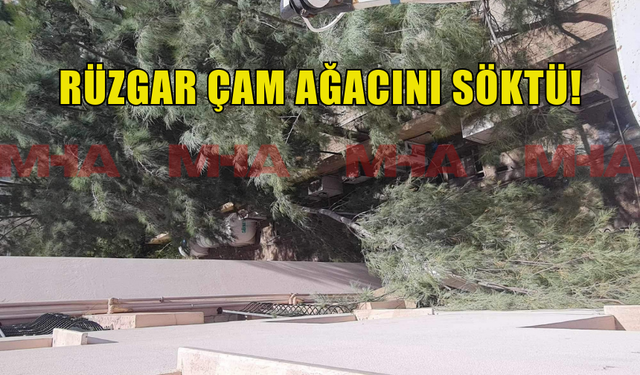 GAZİMAĞUSADA AŞIRI RÜZGAR ÇAM AĞACINI KÖKÜNDEN SÖKTÜ