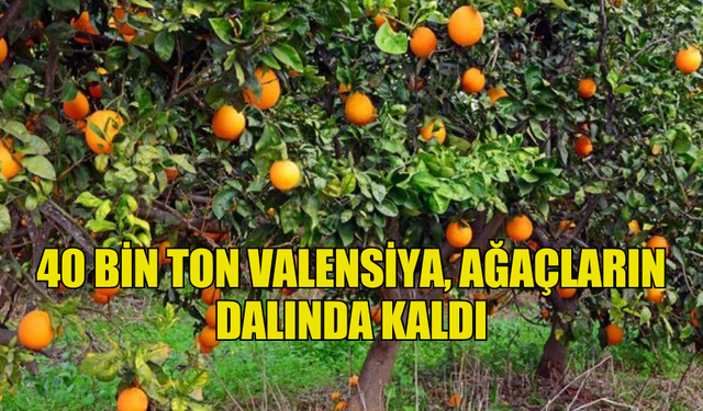 40 BİN TON VALENSİYA, AĞAÇLARIN DALINDA KALDI