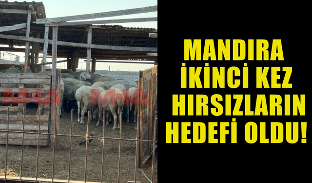 HASGÜLER'E AİT  MANDIRA HIRSIZLARIN İKİNCİ KEZ HEDEFİ OLDU!